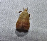 Drab condylolomia moth (<em>Condylolomia participalis</em>), #5571