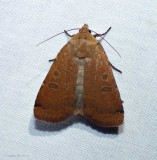 Cupid dart moth (<em>Abagrotis cupida</em>), #11043