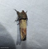 Chestnut schizura moth (Schizura badia ), #8006