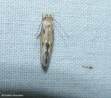 Twirler moth (<em>Mompha brevivitella</em>), #1430
