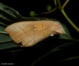 White-dotted prominent moth (Nadata gibbosa), #7915