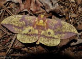 Pine Imperial moth (<em>Eacles imperialis</em>), #7704
