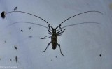 Northeastern pine sawyer beetle  (<em>Monochamus notatus</em>)