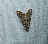 Waterlily borer  moth (<em>Elophila gyralis</em>), #4751