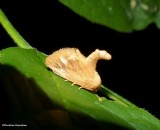 Abbreviated button slug moth (<em>Tortricidia flexuosa</em>), #4654