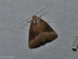 Common pinkband moth  (<em>Ogdoconta cinereola</em>), #9720