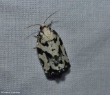 Boldly marked archips moth (Archips dissitana), #3666
