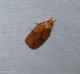 Four-dotted agonopterix moth (<em>Agonopterix robiniella</em>), #0882