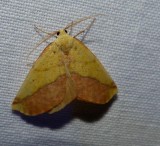 Sharp-lined yellow moth   (<em>Sicya macularia</em>), #6912