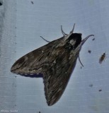 Northern apple sphinx moth  (<em>Sphinx poecila</em>),   #7810.1
