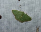 Red-fringed emerald moth  (<em>Nemoria bistriaria</em>),  #7046