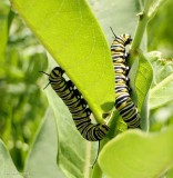 Monarch butterfly caterpillars (Danaus plexippus)