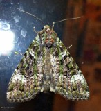 Green arches moth  (<em>Anaplectoides prasina</em>), #11000