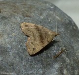 Dark phalaenostola moth (Phalaenostola eumelusalis), #8363