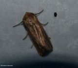 Two-lined wainscot (<em>Leucania commoides</em>), #10447