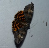Locust underwing moth (<em>Euparthenos nubilis</em>), #8719