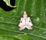 Pyralid moth (<em>Aglossa costiferalis</em>), #5511