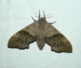 Modest sphinx (Pachysphinx modesta), #7828
