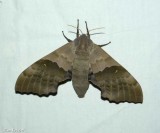 Modest sphinx  (<em>Pachysphinx modesta</em>), #7828