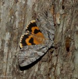 Youthful underwing  (<em>Catocala subnata</em>), #8797