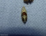 Brown-patched phalonidia moth (Phalonidia lepidana), #3807