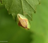 Tortricidia moth caterpillar 