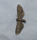 Wormwood pug moth (<em>Eupithecia absinthiata</em>), #7586.1