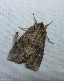 Cloudy arches moth (<em>Polia imbrifera</em>), #10276