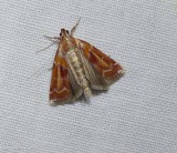 Webbing coneworm moth (<em>Dioryctria disclusa</em>), #5847