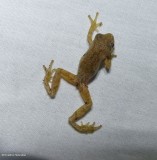 Spring peeper (<em>Hyla crucifer</em>)