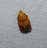 Four-lined leafroller moth (Argyrotaenia quadrifasciana), #3621