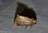 Elder shoot borer moth  (<em>Achatodes zeae</em>), #9520