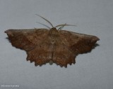 Euchlaena moth (<em>Euchlaena muzaria</em>), #6725