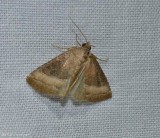 Common pinkband moth  (<em>Ogdoconta cinereola</em>), #9720