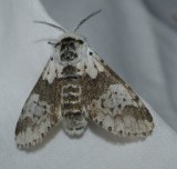 White furcula moth (<em>Furcula borealis</em>), #7936