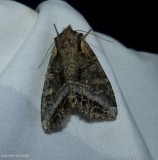 Grand arches moth  (<em>Lacanobia grandis</em>), #10300