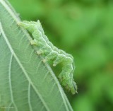 Spectacled nettle moth caterpillar (<em>Abrostola urentis</em>), #8881