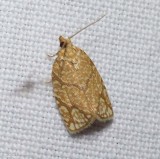 Yellow-winged oak leafroller moth (Argyrotaenia quercifoliana), #3623