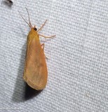 Orange virbia moth (<em>Virbia aurantiaca</em>),   #8121