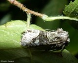 Olive arches moth  (<em>Lacinipolia olivacea</em>),  #10406