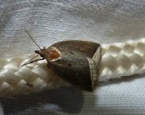 Curved halter moth (<em>Capis curvata</em>), #9059