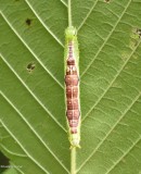Prominent moth caterpillar (<em>Lochmaeus</em> sp.)