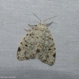 Little white lichen moth (<em>Clemensia albata</em>), #8098