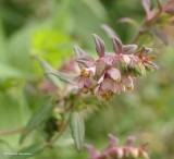 Red bartsia (<em>Odontites  vernus</em>)