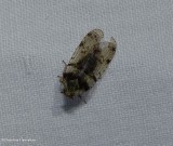 Cixius planthopper (<em>Cixius</em>)