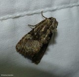 Black-banded brocade moth  (<em>Oligia modica</em>), #9404