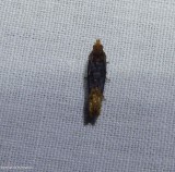 Buff-tipped eucosma moth (Eucosma ochroterminana), #2929