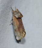 Red-humped caterpillar moth (<em>Schizura concinna</em>), #8010