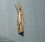 Double-banded grass veneer moth  (<em>Crambus agitatellus</em>),  #5362