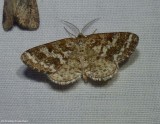 Powdered geometer moth (<em>Eufidonia</em> sp.)